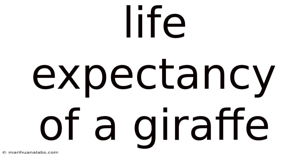 Life Expectancy Of A Giraffe