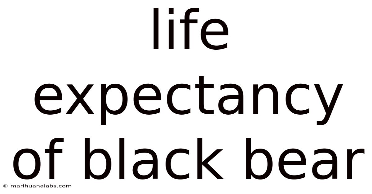 Life Expectancy Of Black Bear