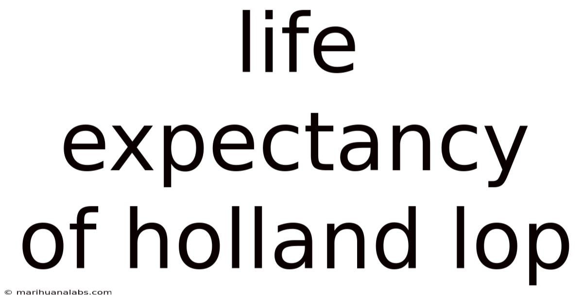 Life Expectancy Of Holland Lop