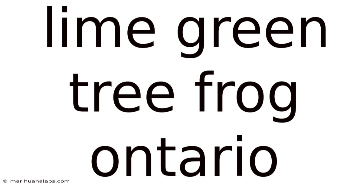 Lime Green Tree Frog Ontario