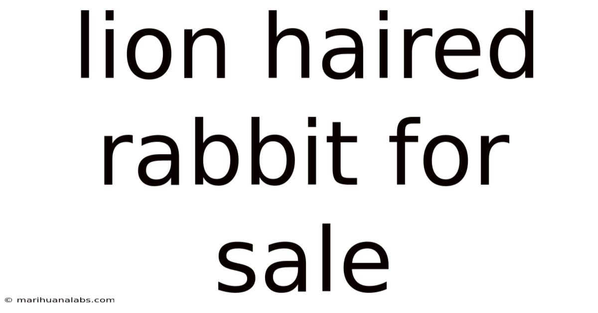 Lion Haired Rabbit For Sale