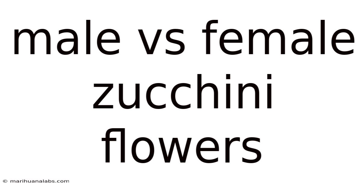 Male Vs Female Zucchini Flowers