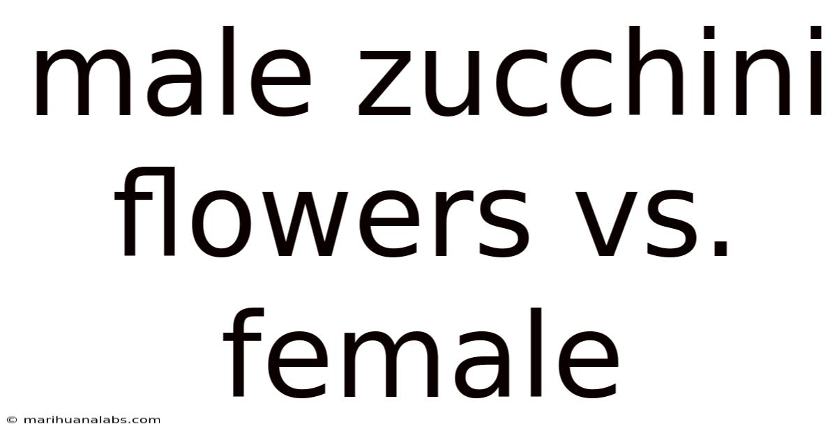 Male Zucchini Flowers Vs. Female