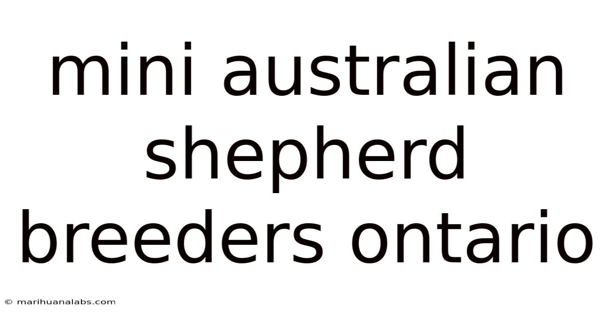 Mini Australian Shepherd Breeders Ontario