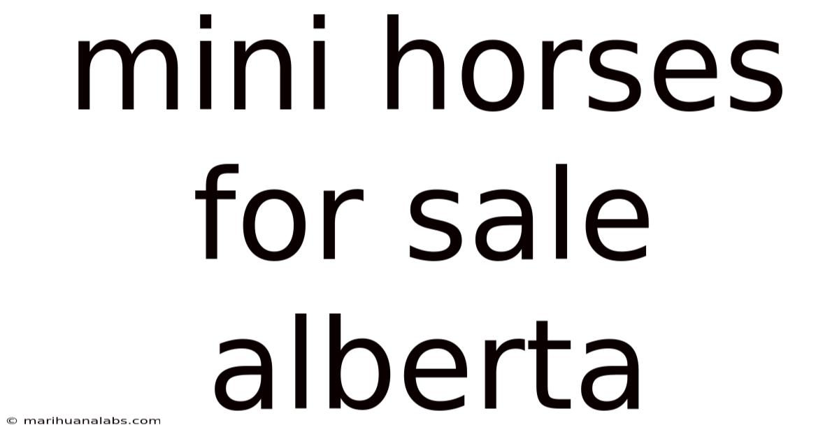 Mini Horses For Sale Alberta