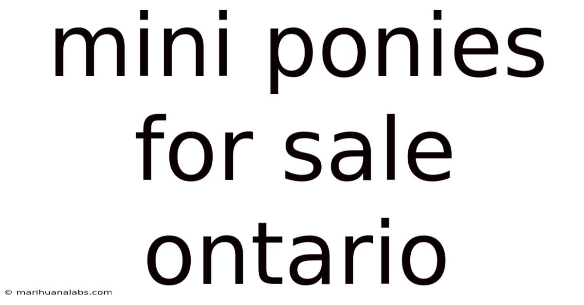 Mini Ponies For Sale Ontario