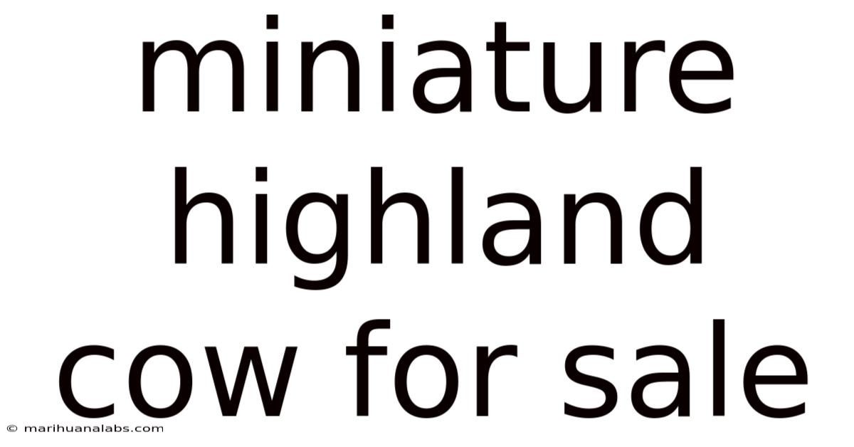 Miniature Highland Cow For Sale