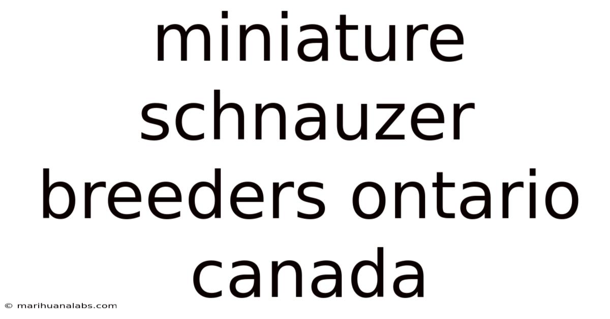 Miniature Schnauzer Breeders Ontario Canada