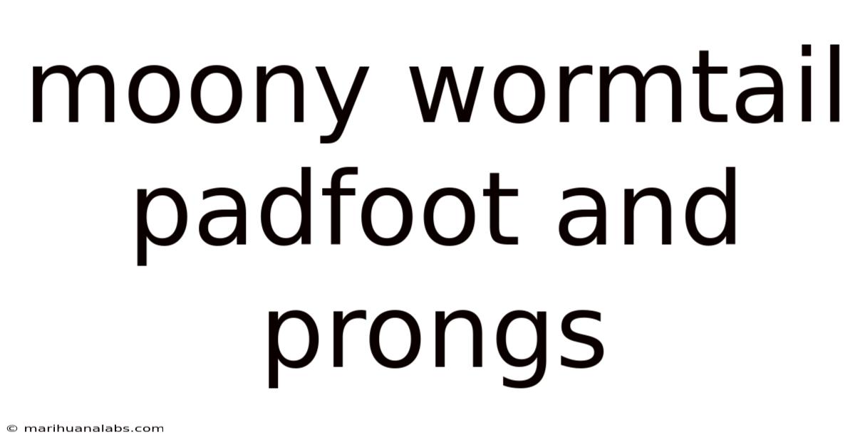 Moony Wormtail Padfoot And Prongs