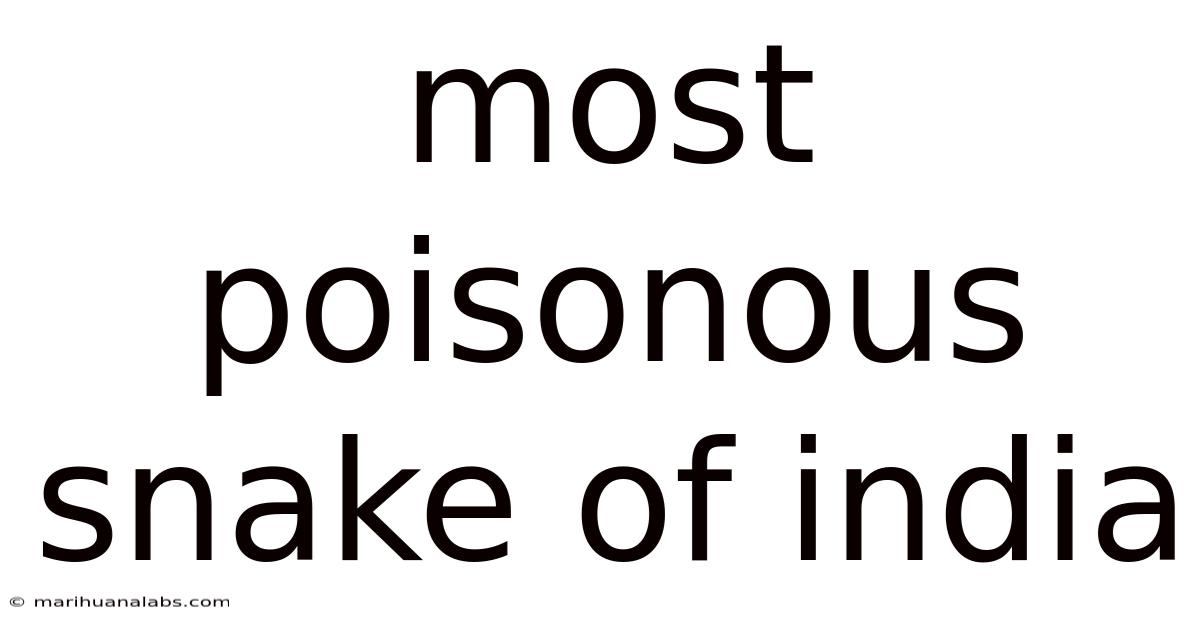 Most Poisonous Snake Of India