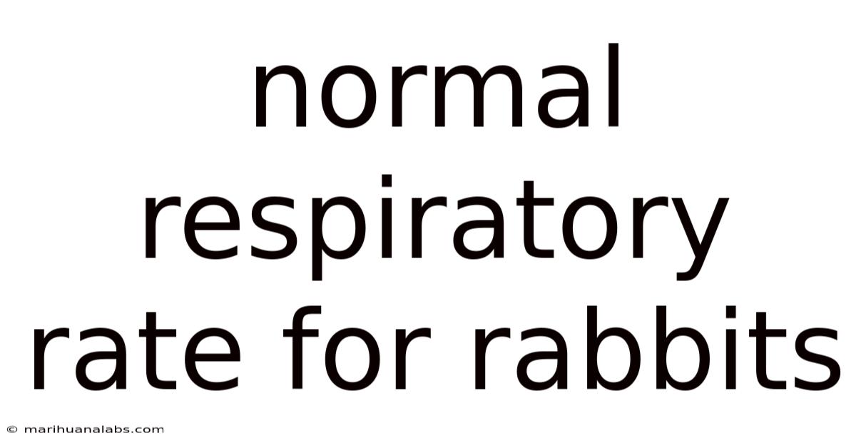 Normal Respiratory Rate For Rabbits