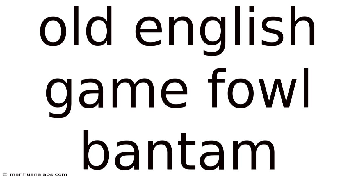 Old English Game Fowl Bantam