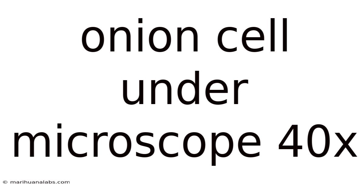 Onion Cell Under Microscope 40x