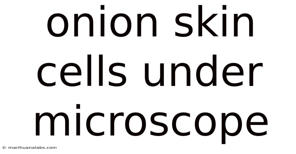 Onion Skin Cells Under Microscope