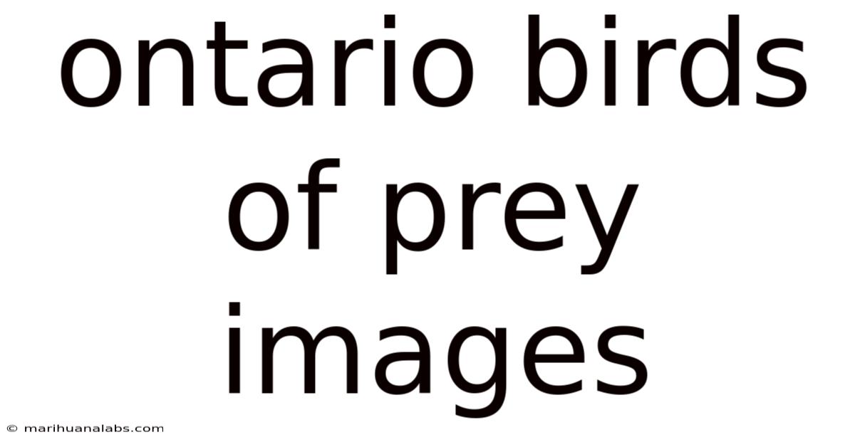 Ontario Birds Of Prey Images
