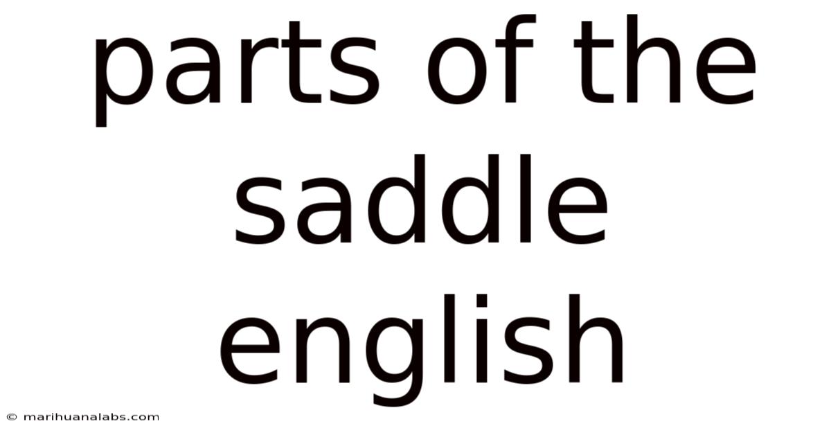 Parts Of The Saddle English