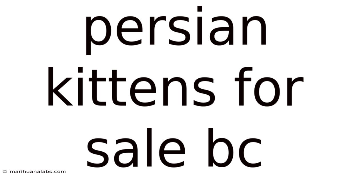 Persian Kittens For Sale Bc