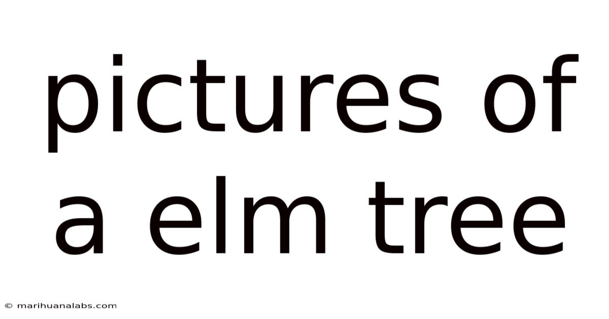 Pictures Of A Elm Tree