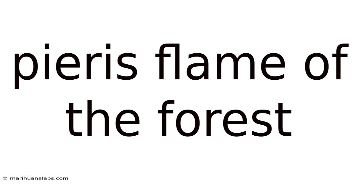 Pieris Flame Of The Forest