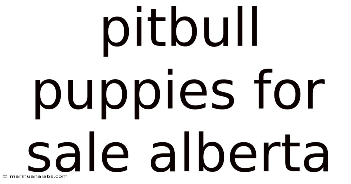 Pitbull Puppies For Sale Alberta