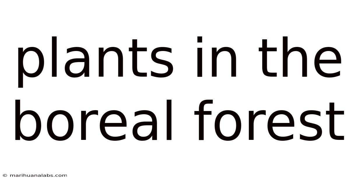 Plants In The Boreal Forest