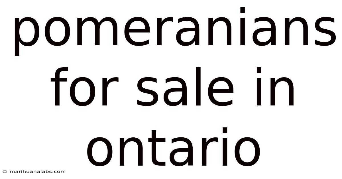 Pomeranians For Sale In Ontario