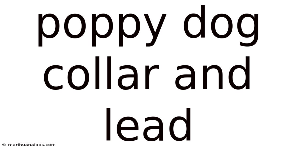Poppy Dog Collar And Lead