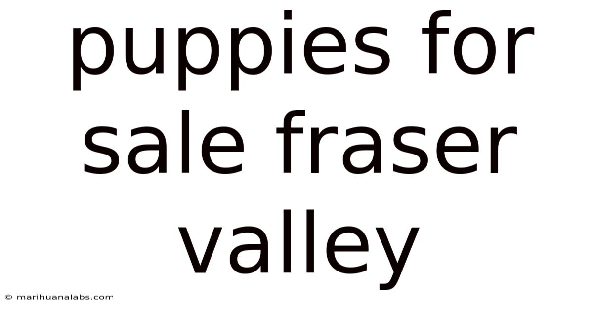 Puppies For Sale Fraser Valley