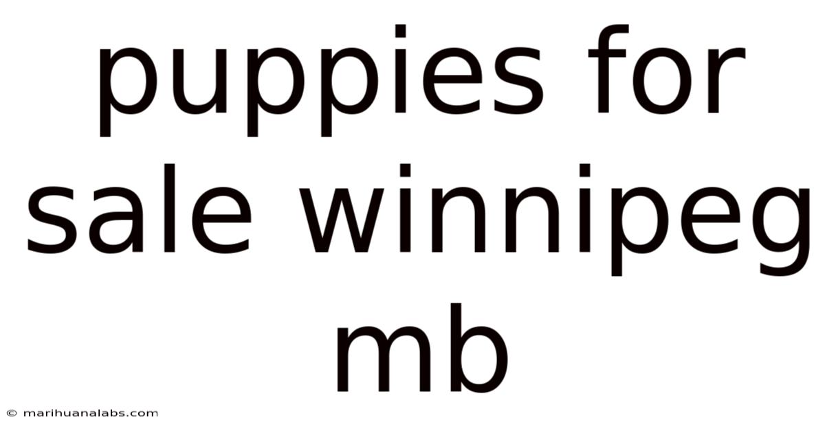 Puppies For Sale Winnipeg Mb
