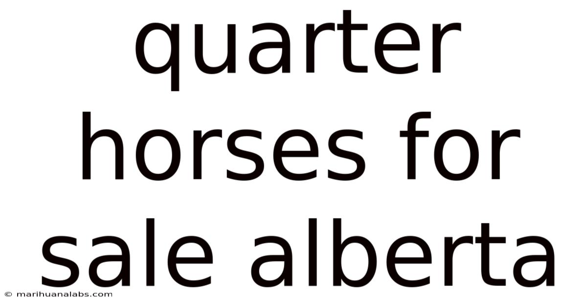 Quarter Horses For Sale Alberta