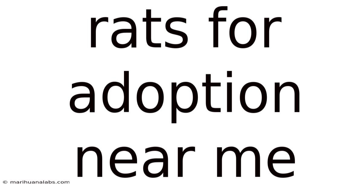 Rats For Adoption Near Me