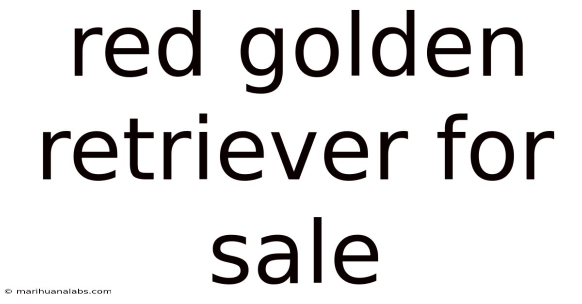 Red Golden Retriever For Sale