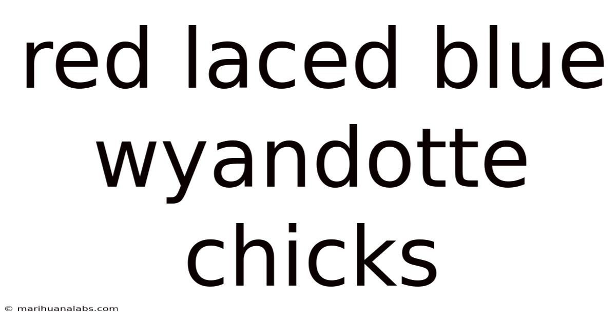 Red Laced Blue Wyandotte Chicks