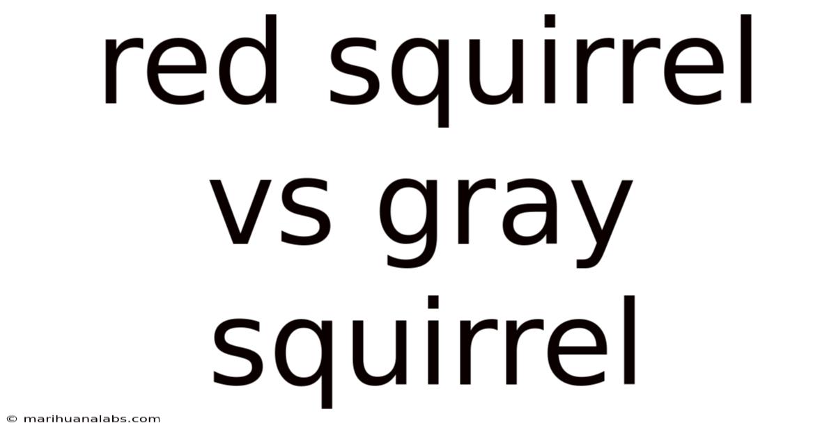 Red Squirrel Vs Gray Squirrel