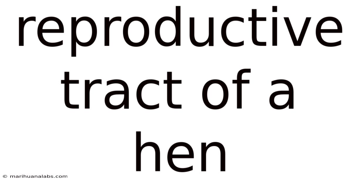 Reproductive Tract Of A Hen