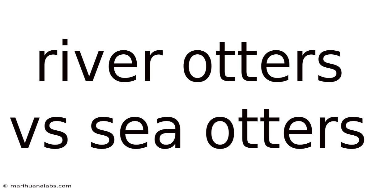 River Otters Vs Sea Otters