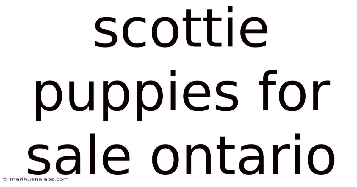 Scottie Puppies For Sale Ontario
