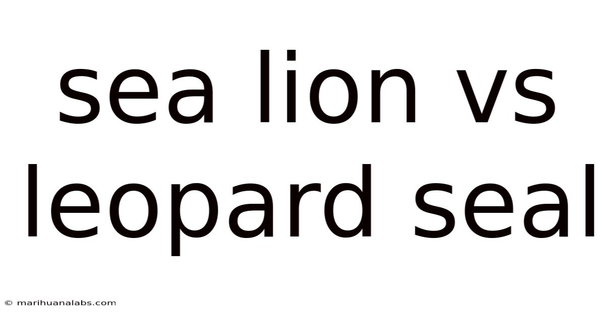 Sea Lion Vs Leopard Seal