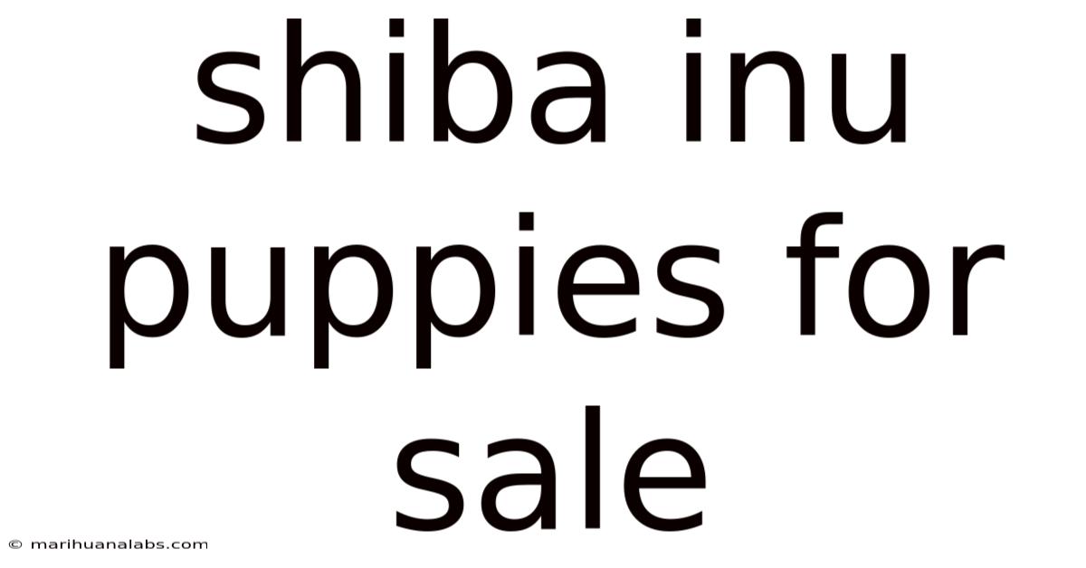 Shiba Inu Puppies For Sale