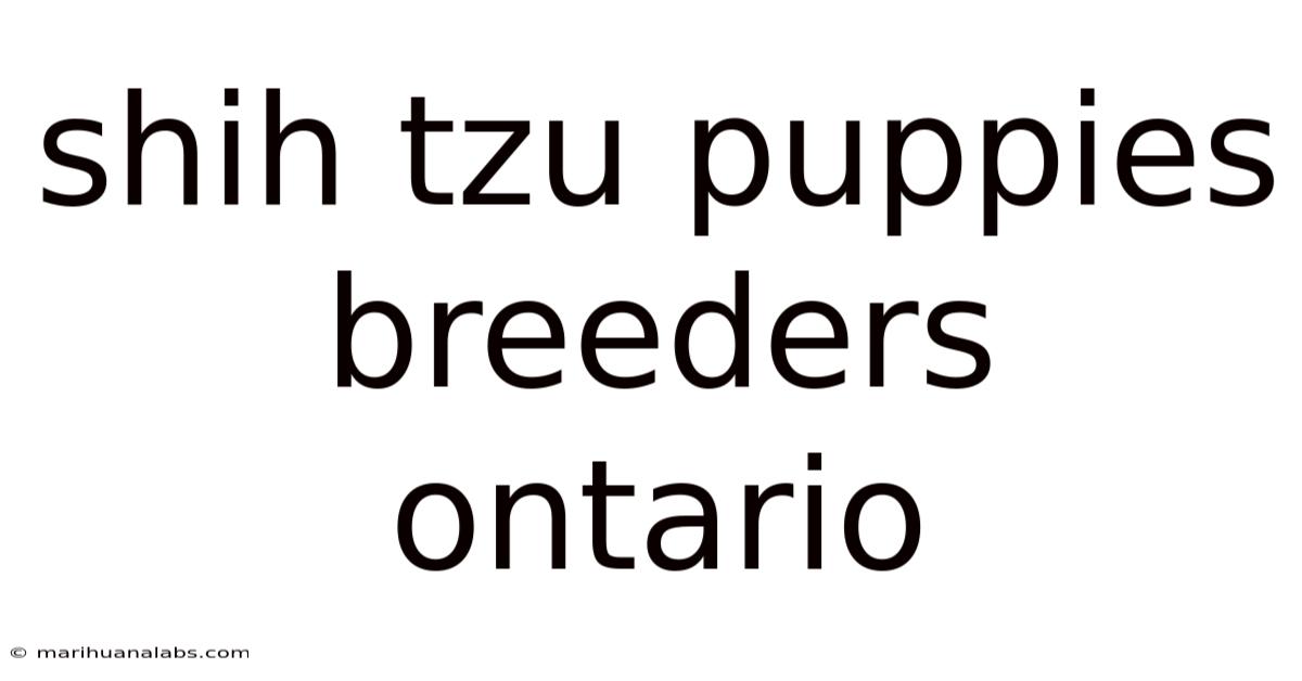 Shih Tzu Puppies Breeders Ontario