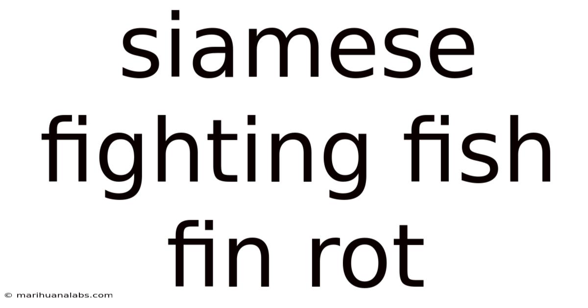 Siamese Fighting Fish Fin Rot