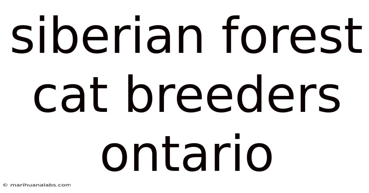 Siberian Forest Cat Breeders Ontario