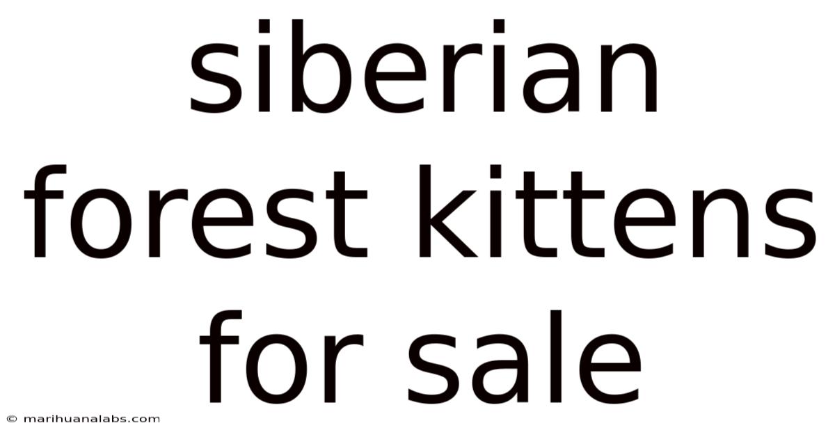 Siberian Forest Kittens For Sale