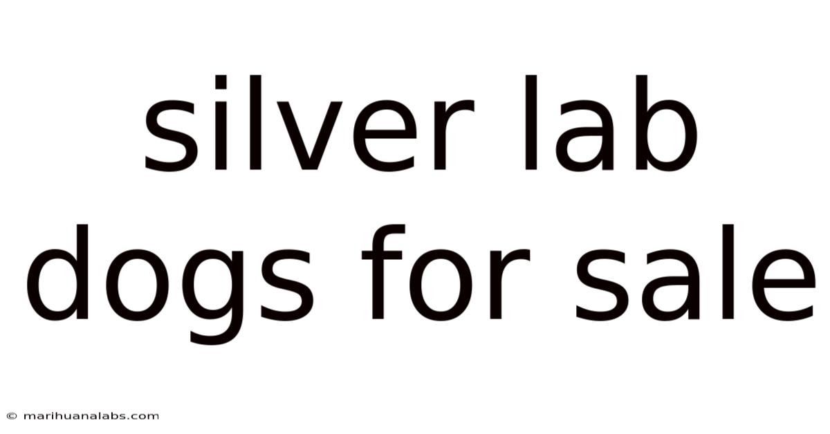 Silver Lab Dogs For Sale