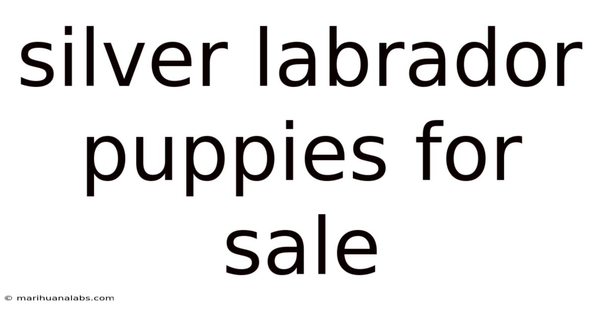 Silver Labrador Puppies For Sale