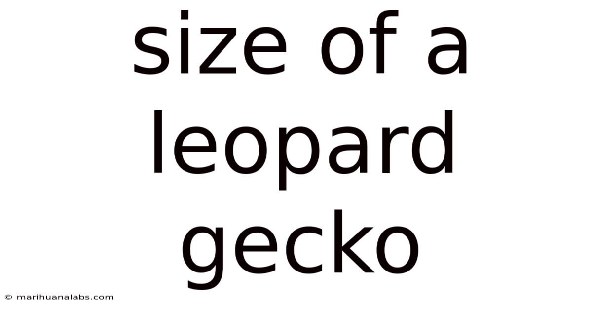Size Of A Leopard Gecko