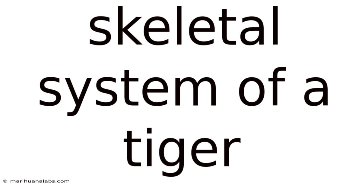 Skeletal System Of A Tiger