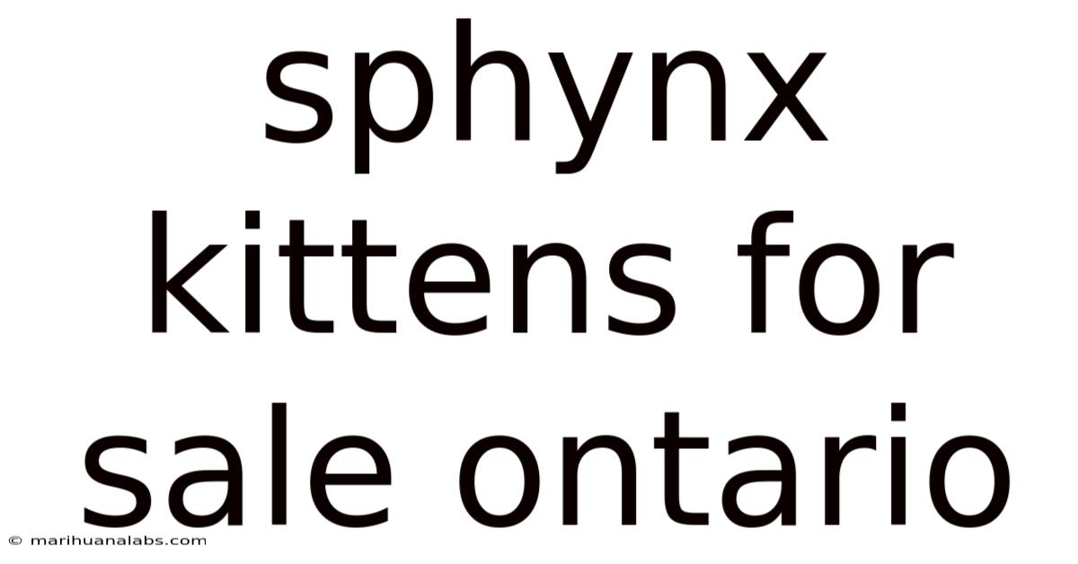 Sphynx Kittens For Sale Ontario