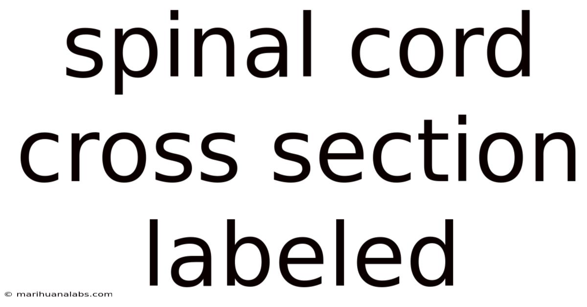 Spinal Cord Cross Section Labeled