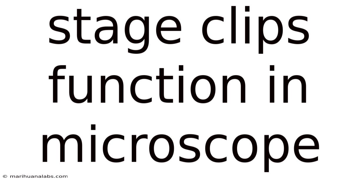 Stage Clips Function In Microscope